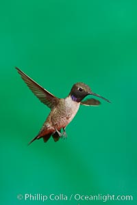 Hummingbird, Amado, Arizona