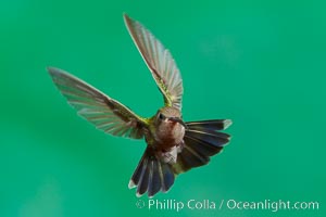 Hummingbird, Amado, Arizona