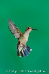 Hummingbird, Amado, Arizona