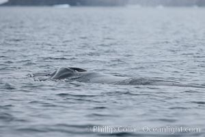 Humpback whale in Antarctica, Cierva Cove