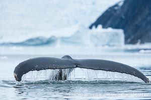 Humpback whale in Antarctica.  A humpback whale swims through the beautiful ice-filled waters of Neko Harbor, Antarctic Peninsula, Antarctica.