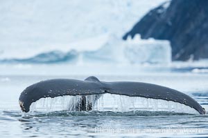 Humpback whale in Antarctica.  A humpback whale swims through the beautiful ice-filled waters of Neko Harbor, Antarctic Peninsula, Antarctica, Megaptera novaeangliae