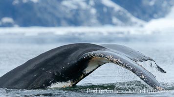 Humpback whale in Antarctica.  A humpback whale swims through the beautiful ice-filled waters of Neko Harbor, Antarctic Peninsula, Antarctica.