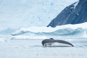 Humpback whale in Antarctica.  A humpback whale swims through the beautiful ice-filled waters of Neko Harbor, Antarctic Peninsula, Antarctica.