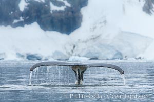 Humpback whale in Antarctica.  A humpback whale swims through the beautiful ice-filled waters of Neko Harbor, Antarctic Peninsula, Antarctica, Megaptera novaeangliae