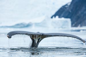 Humpback whale in Antarctica.  A humpback whale swims through the beautiful ice-filled waters of Neko Harbor, Antarctic Peninsula, Antarctica, Megaptera novaeangliae