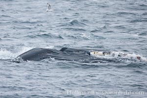 Humpback whale in Antarctica, Megaptera novaeangliae, Gerlache Strait