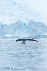 Humpback whale in Antarctica.  A humpback whale swims through the beautiful ice-filled waters of Neko Harbor, Antarctic Peninsula, Antarctica, Megaptera novaeangliae
