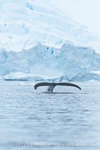 Humpback whale in Antarctica.  A humpback whale swims through the beautiful ice-filled waters of Neko Harbor, Antarctic Peninsula, Antarctica, Megaptera novaeangliae