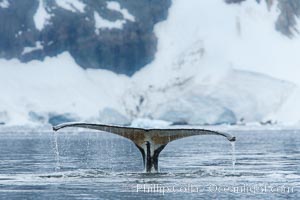 Humpback whale in Antarctica.  A humpback whale swims through the beautiful ice-filled waters of Neko Harbor, Antarctic Peninsula, Antarctica, Megaptera novaeangliae