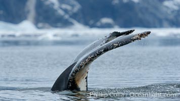 Humpback whale in Antarctica.  A humpback whale swims through the beautiful ice-filled waters of Neko Harbor, Antarctic Peninsula, Antarctica, Megaptera novaeangliae