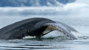 Humpback whale in Antarctica.  A humpback whale swims through the beautiful ice-filled waters of Neko Harbor, Antarctic Peninsula, Antarctica, Megaptera novaeangliae