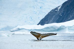 Humpback whale in Antarctica, Megaptera novaeangliae, Neko Harbor