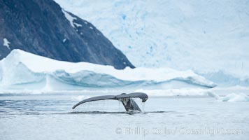 Humpback whale in Antarctica.  A humpback whale swims through the beautiful ice-filled waters of Neko Harbor, Antarctic Peninsula, Antarctica, Megaptera novaeangliae