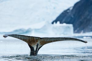 Humpback whale in Antarctica.  A humpback whale swims through the beautiful ice-filled waters of Neko Harbor, Antarctic Peninsula, Antarctica, Megaptera novaeangliae