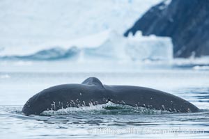 Humpback whale in Antarctica.  A humpback whale swims through the beautiful ice-filled waters of Neko Harbor, Antarctic Peninsula, Antarctica, Megaptera novaeangliae