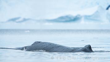 Humpback whale in Antarctica. Neko Harbor, Antarctic Peninsula, Megaptera novaeangliae, natural history stock photograph, photo id 25729
