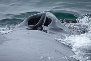 Humpback whale blowhole, showing twin nares (nostrils) which have a few small parasites clinging to the whale's skin around the blowhole openings, Megaptera novaeangliae, Santa Rosa Island, California