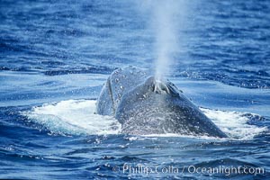 Humpback whale blowhole, Megaptera novaeangliae, Maui