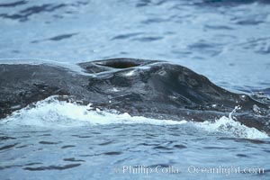 Humpback whale blowhole, Megaptera novaeangliae, Maui