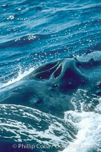 Humpback whale blowhole, Megaptera novaeangliae, Maui