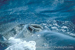 Humpback whale blowhole, Megaptera novaeangliae, Maui