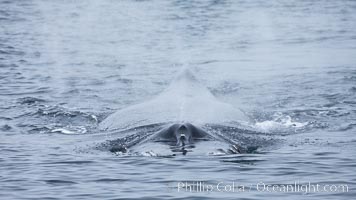 Humpback whale blowing, exhaling as it swims toward a whale-watching boat, Megaptera novaeangliae, Santa Rosa Island, California