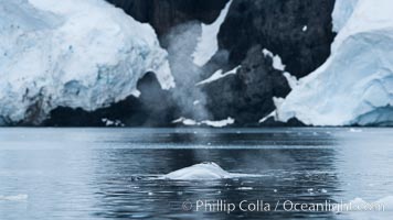 Humpback whale blows (exhales), Neko Harbor, Antarctica, Megaptera novaeangliae