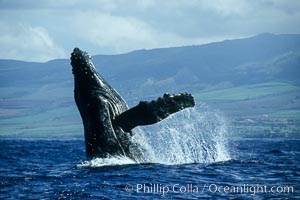 Humpback whale breaching, Megaptera novaeangliae, Maui