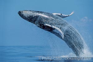 Humpback whale breaching, near Molokai, Hawaii. Megaptera novaeangliae.  It is suspected the breaching often has a communicative purpose which depends on the behavioral context of the moment.