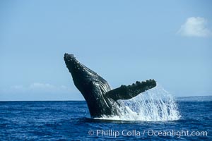 Humpback whale breaching, Megaptera novaeangliae, Maui