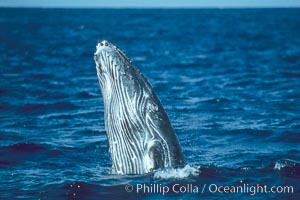 Humpback whale calf breaching, Megaptera novaeangliae, Maui