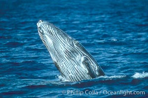 Humpback whale calf breaching, Megaptera novaeangliae, Maui