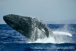 North Pacific humpback whale, breach, Megaptera novaeangliae, Maui
