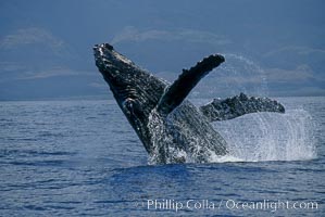 Humpback whale breaching with pectoral fins lifting spray from the ocean surface.