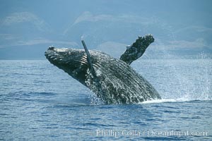 Humpback whale breaching, Megaptera novaeangliae, Maui