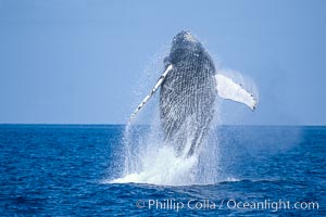 Humpback whale breaching. Maui, Hawaii, USA, Megaptera novaeangliae, natural history stock photograph, photo id 03858