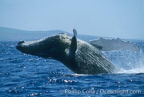 Humpback whale breaching, Megaptera novaeangliae, Maui