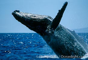 Humpback whale breaching, Megaptera novaeangliae, Maui