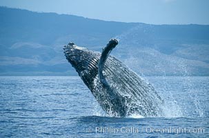 Humpback whale breaching, Megaptera novaeangliae, Maui