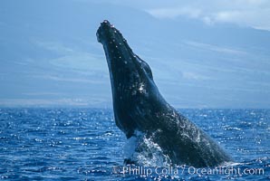 Humpback whale performing a head slap, Megaptera novaeangliae, Maui