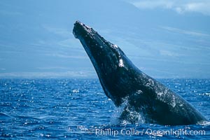 Humpback whale performing a head slap, Megaptera novaeangliae, Maui