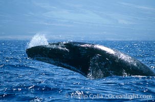 Humpback whale performing a head slap, Megaptera novaeangliae, Maui