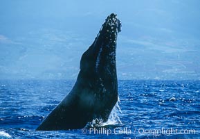 Humpback whale performing a head slap, Megaptera novaeangliae, Maui