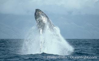 Humpback whale breaching, Megaptera novaeangliae, Maui