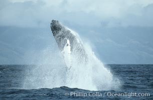Humpback whale breaching. Maui, Hawaii, USA, Megaptera novaeangliae, natural history stock photograph, photo id 03890