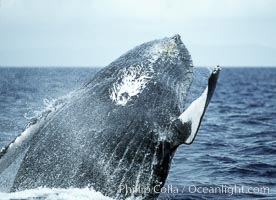 Humpback whale breaching, Megaptera novaeangliae, Maui