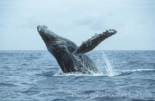 Humpback whale breaching, Megaptera novaeangliae, Maui