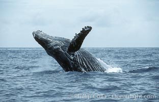 Humpback whale breaching, Megaptera novaeangliae, Maui