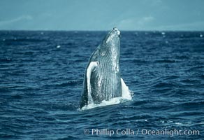 Humpback whale breaching, Megaptera novaeangliae, Maui